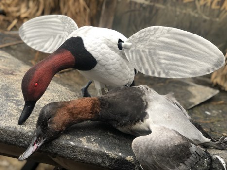 Hunting with Duck Decoys