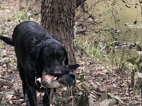 Dog Retrieving Duck