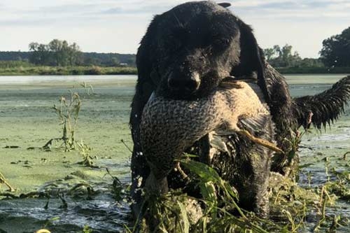 waterfowl-hunt-videos